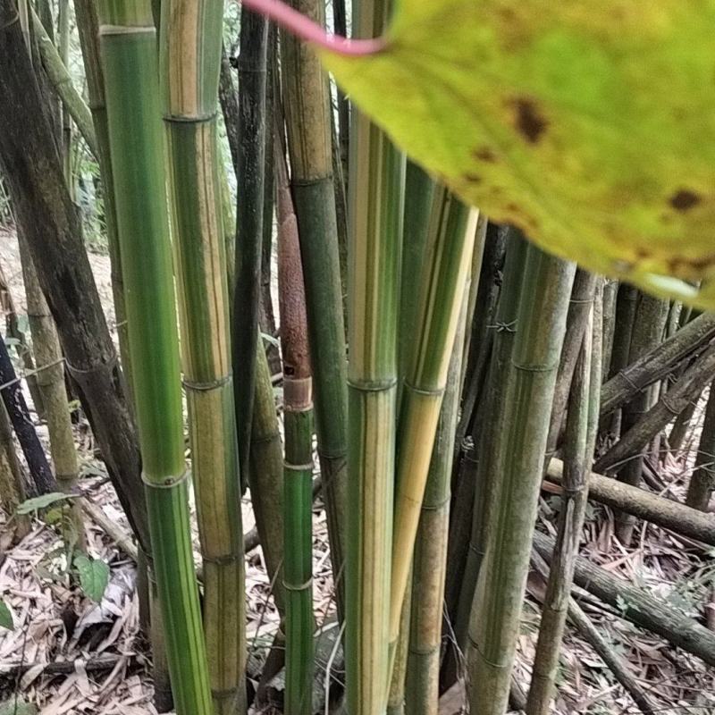 黄金间碧竹