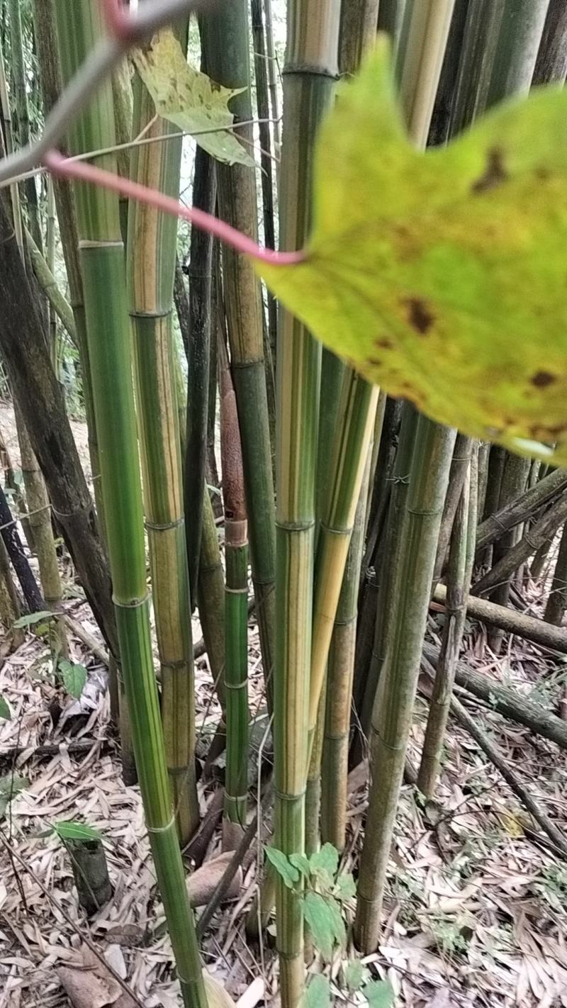 黄金间碧竹