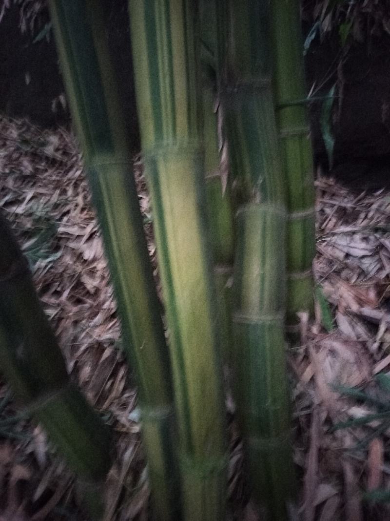 黄金间碧竹