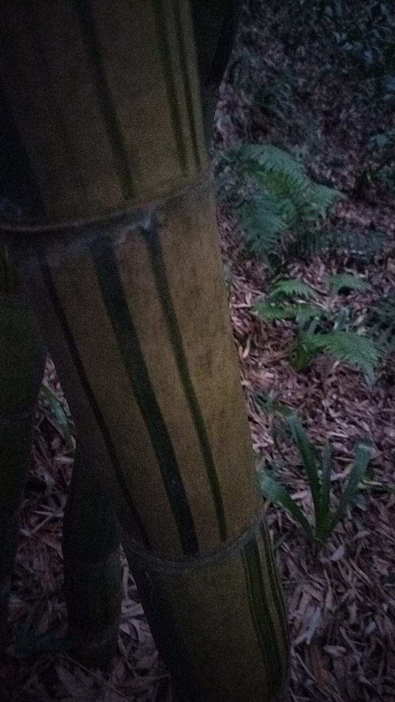 黄金间碧竹