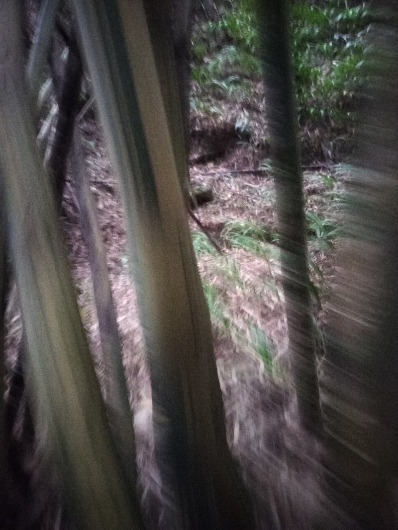 黄金间碧竹