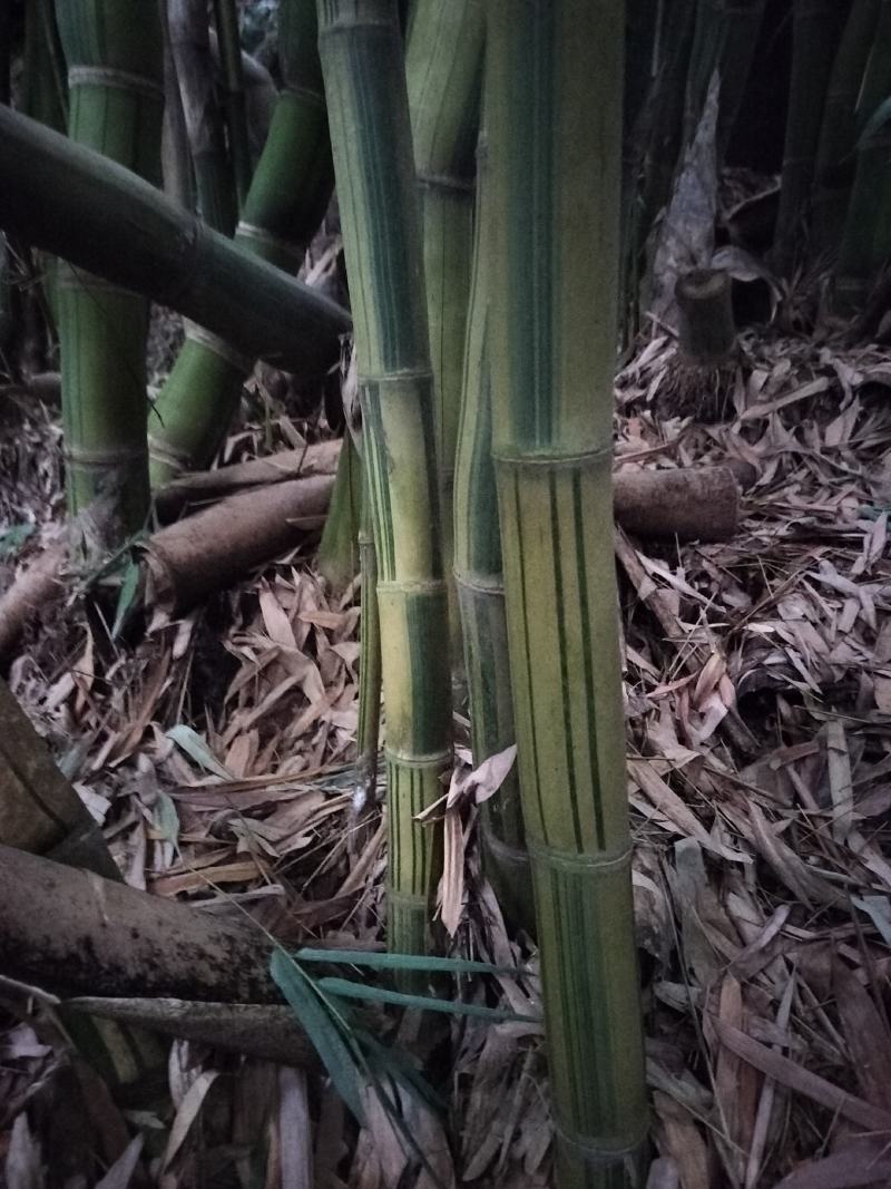 黄金间碧竹