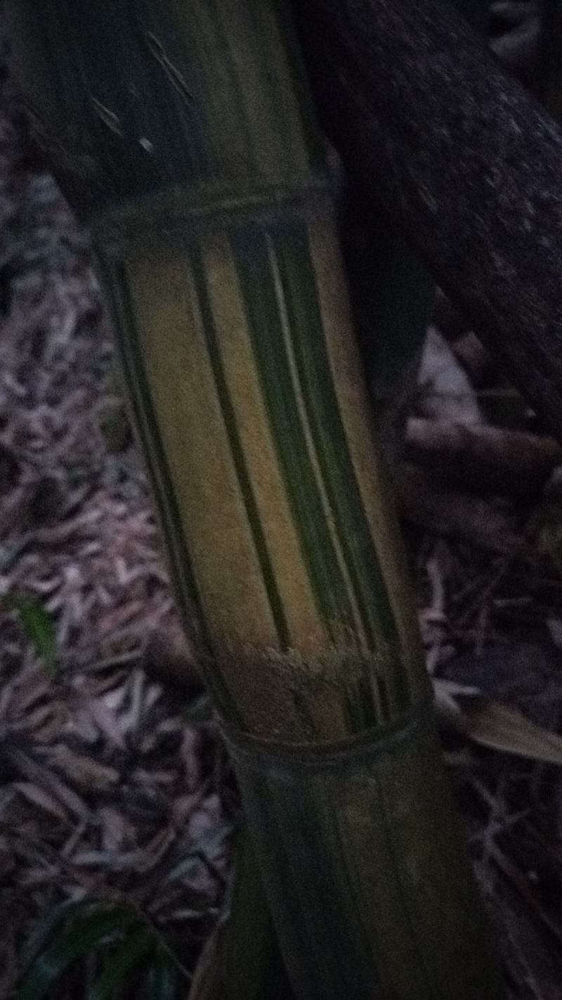 黄金间碧竹