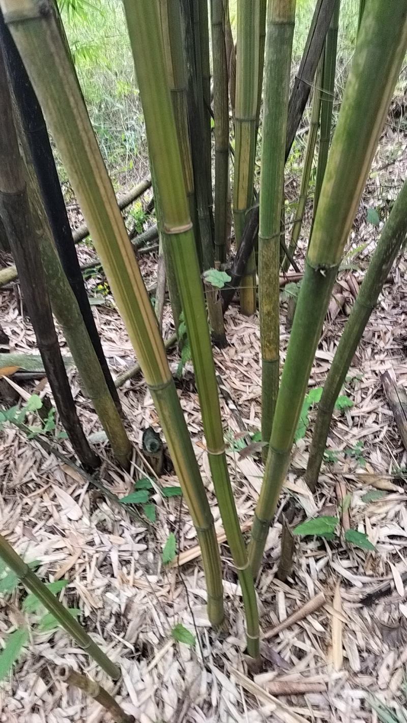 黄金间碧竹