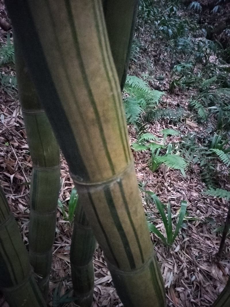 黄金间碧竹