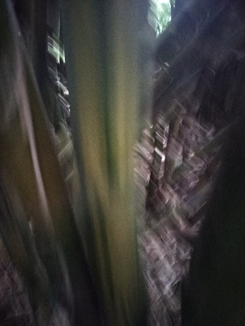 黄金间碧竹