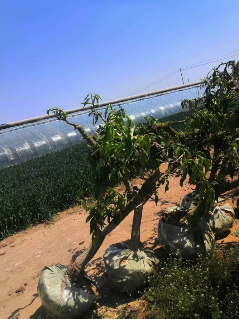 桃树。绿化。庭院。占地。专用桃树