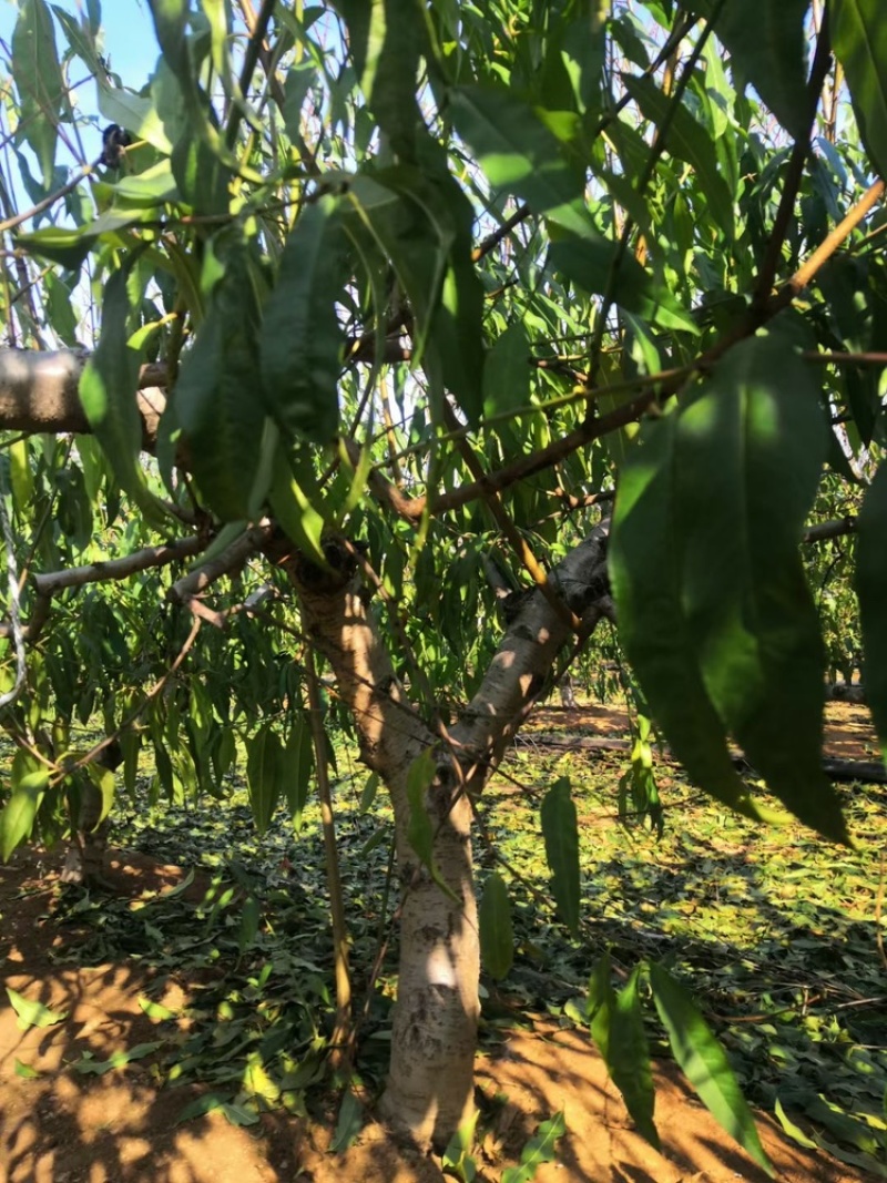 桃树。绿化。庭院。占地。专用桃树