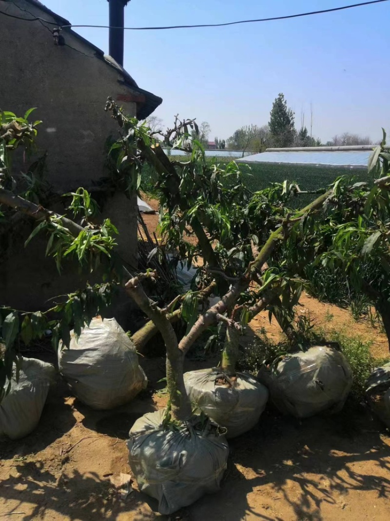桃树。绿化。庭院。占地。专用桃树