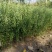 小叶女贞，质量保证，现货供应，欢迎新老客户，光临本店，合