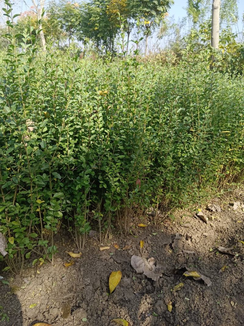 小叶女贞，质量保证，现货供应，欢迎新老客户，光临本店，合