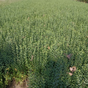 小叶女贞，质量保证，现货供应，欢迎新老客户，光临本店，合