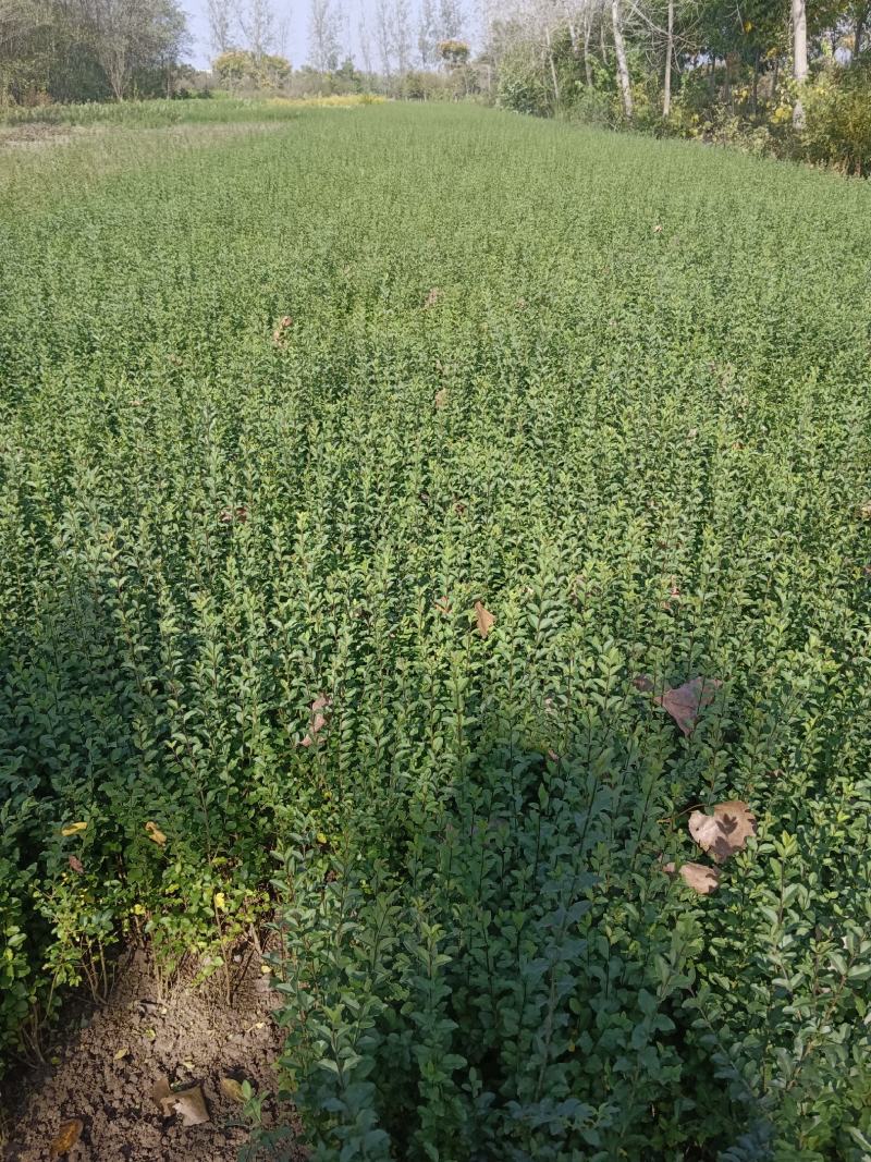 小叶女贞，质量保证，现货供应，欢迎新老客户，光临本店，合