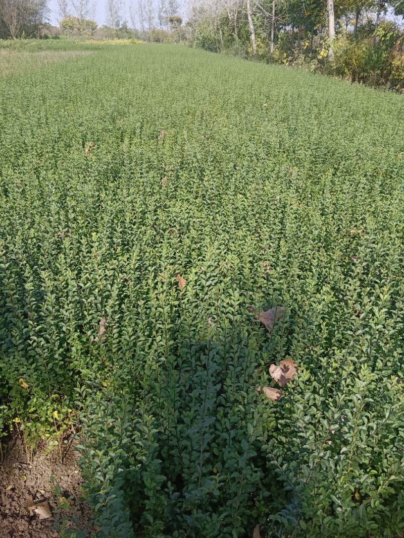小叶女贞，质量保证，现货供应，欢迎新老客户，光临本店，合