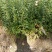 小叶女贞，质量保证，现货供应，欢迎新老客户，光临本店，合