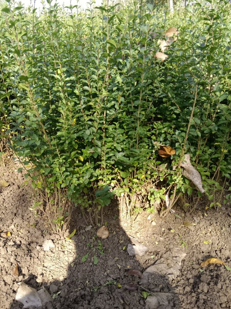 小叶女贞，质量保证，现货供应，欢迎新老客户，光临本店，合
