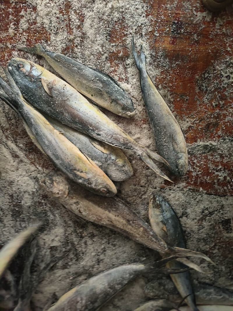 鲯鳅鱼鬼头刀1000/up船冻统货鲯鳅鱼