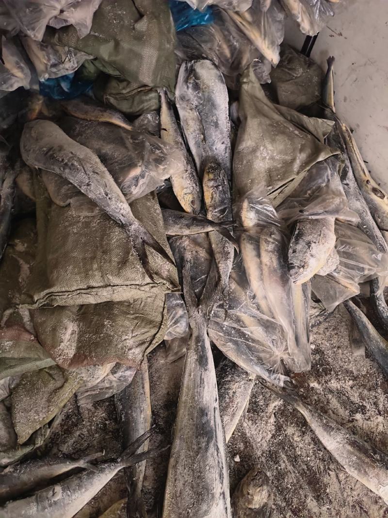 鲯鳅鱼鬼头刀1000/up船冻统货鲯鳅鱼