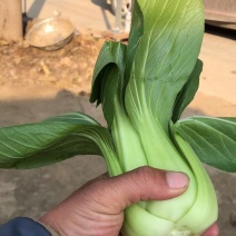 加工厂油菜