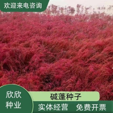 碱蓬草种子盐荒菜荒碱菜盐地碱蓬种子沙地荒地耐盐碱治理土壤