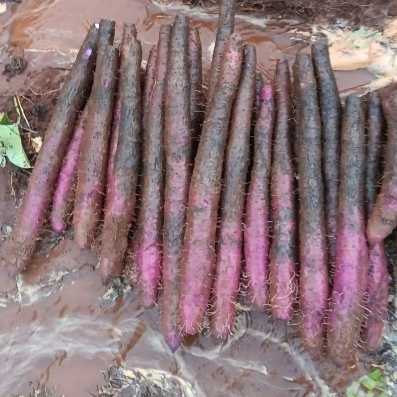 精品山药大叶淮山药货源充足量大从优质量保证欢迎咨询
