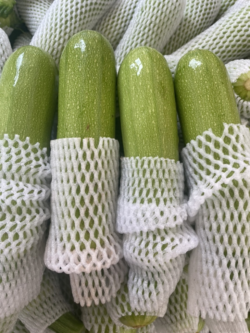绿皮西葫芦