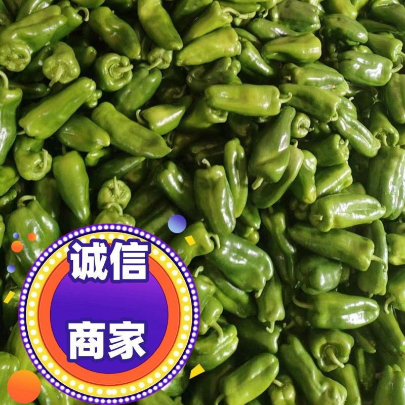 山东正宗太空椒大量上市，价格便宜，真实报价，欢迎电联咨询