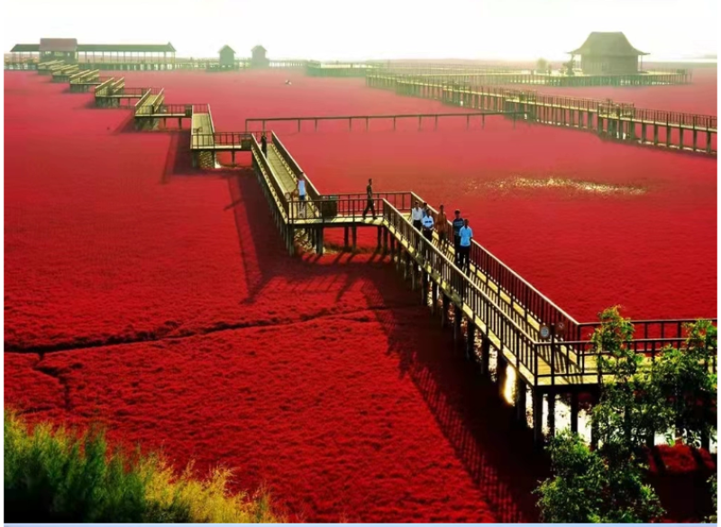碱蓬草种子盐荒菜荒碱菜盐地碱蓬种子沙地荒地耐盐碱治理土壤