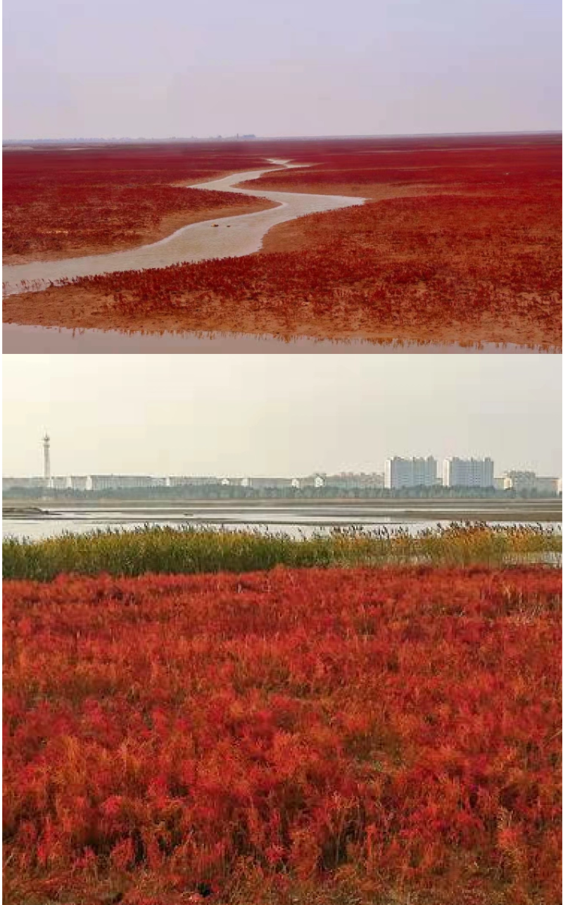 碱蓬草种子盐荒菜荒碱菜盐地碱蓬种子沙地荒地耐盐碱治理土壤
