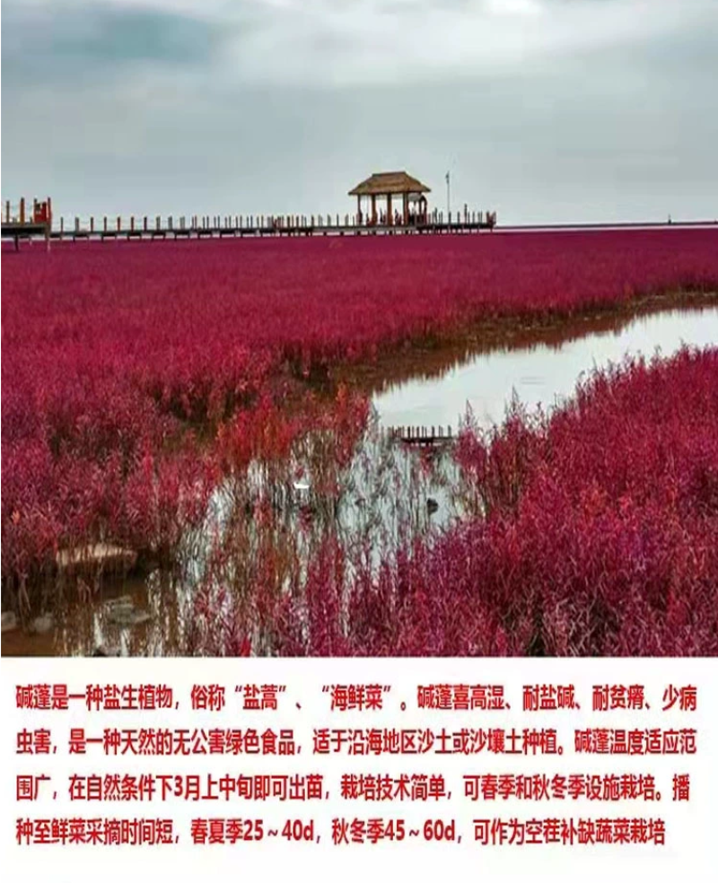 碱蓬草种子盐荒菜荒碱菜盐地碱蓬种子沙地荒地耐盐碱治理土壤
