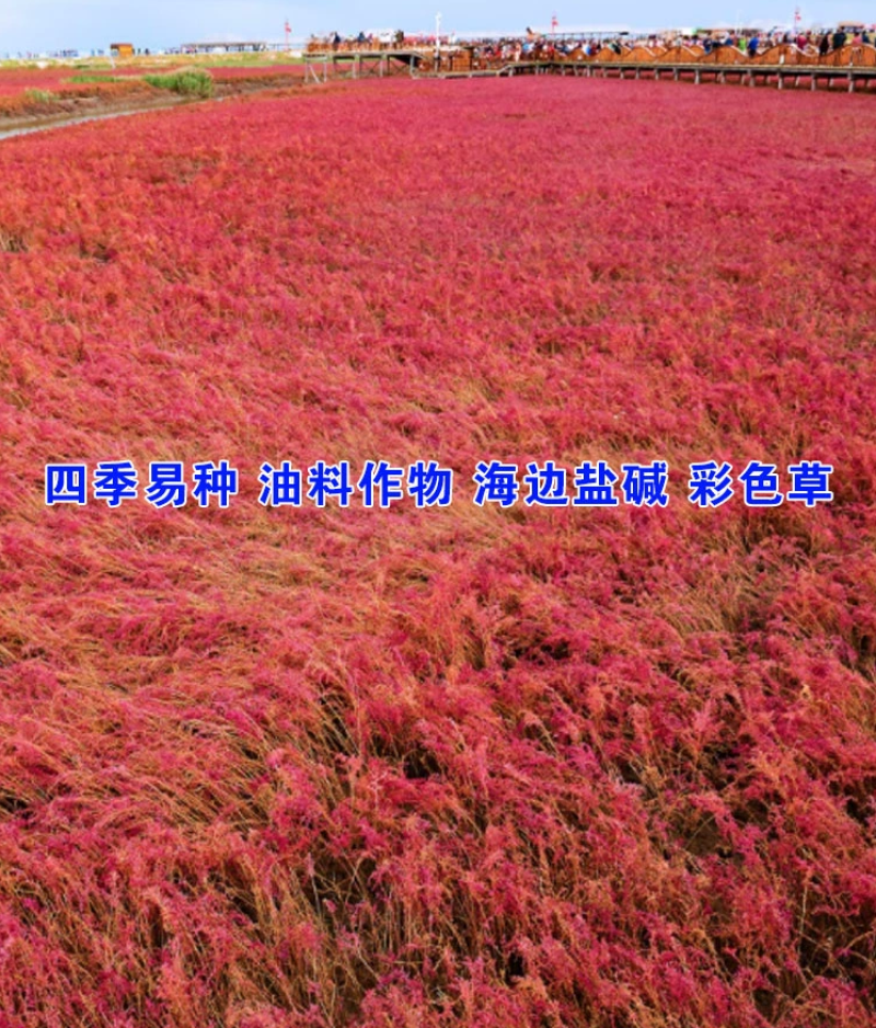 碱蓬草种子盐荒菜荒碱菜盐地碱蓬种子沙地荒地耐盐碱治理土壤