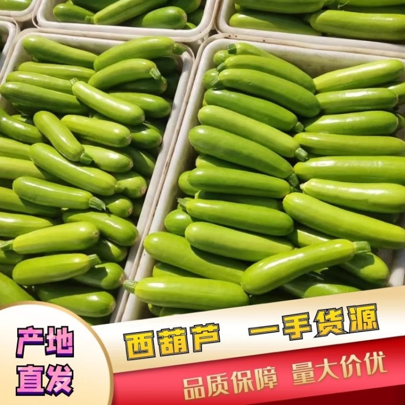 绿皮西葫芦产地直供，一手货源，现摘现发欢迎老板前来咨询。