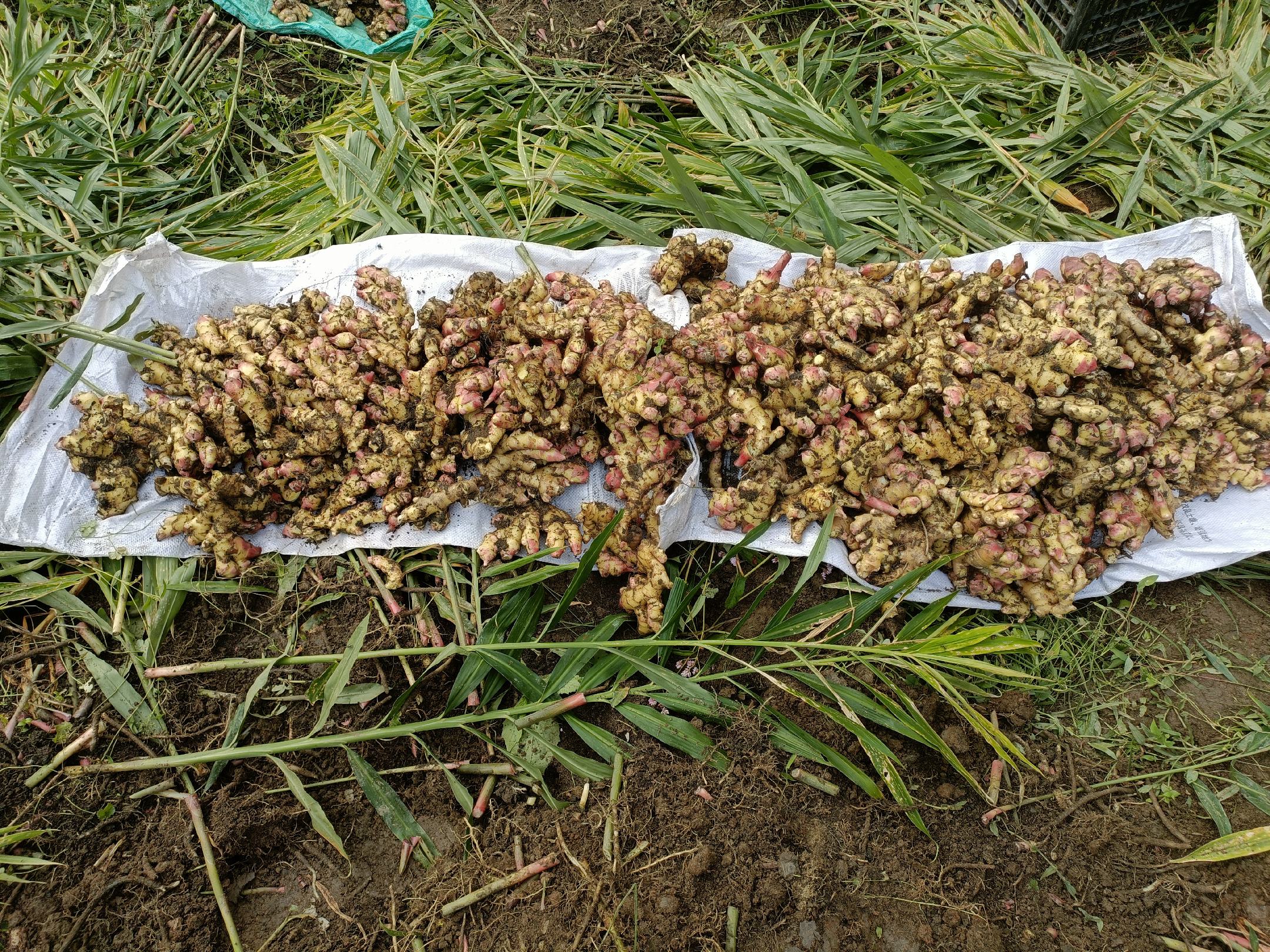 四川仔姜新鲜采摘图