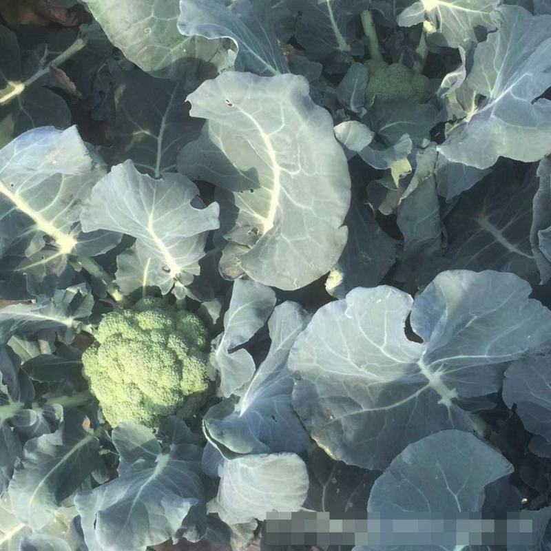 早熟青梗花椰菜西兰花种子花球高圆型耐寒适应广大