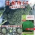 早熟青梗花椰菜西兰花种子花球高圆型耐寒适应广大