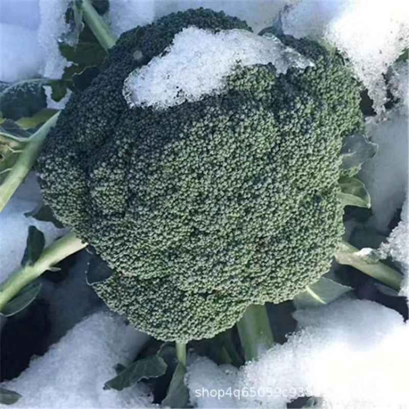 早熟青梗花椰菜西兰花种子花球高圆型耐寒适应广大