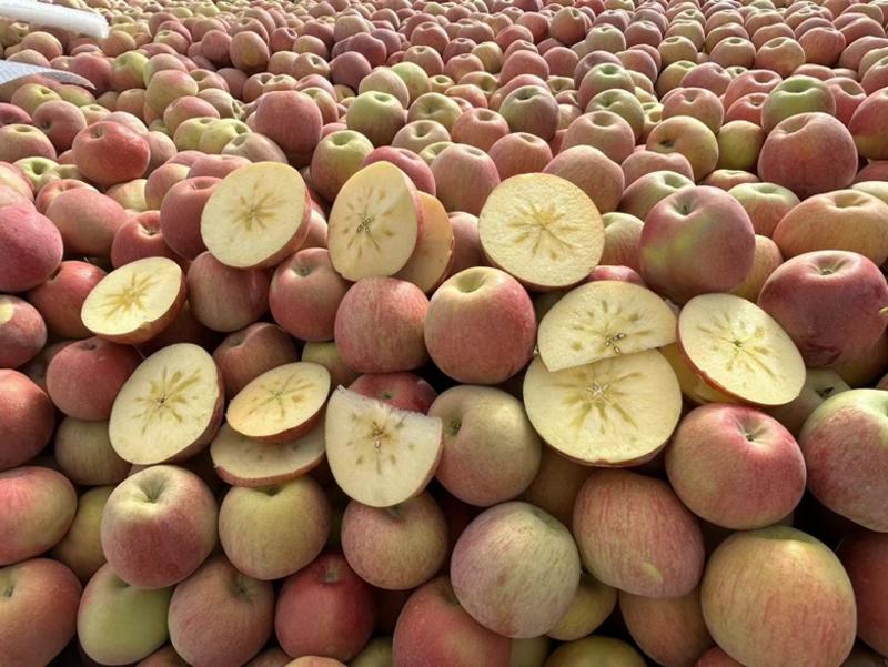 新疆红旗坡冰糖心苹果对接商超社区团购量大价优支持视频看货