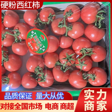 硬粉西红柿连云港西红柿弧三以上大量供应可视频看货