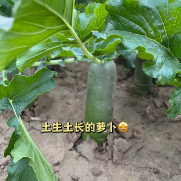 【推荐】潍坊潍县萝卜、水果萝卜、冰激凌萝卜。