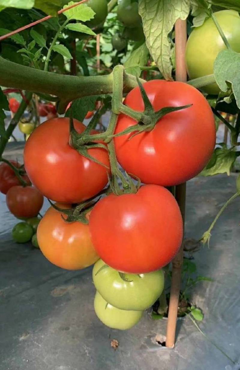 奥粉一号番茄种子抗病硬果耐裂耐运输大果番茄露地西红柿种子