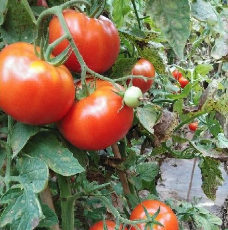 奥粉一号番茄种子抗病硬果耐裂耐运输大果番茄露地西红柿种子