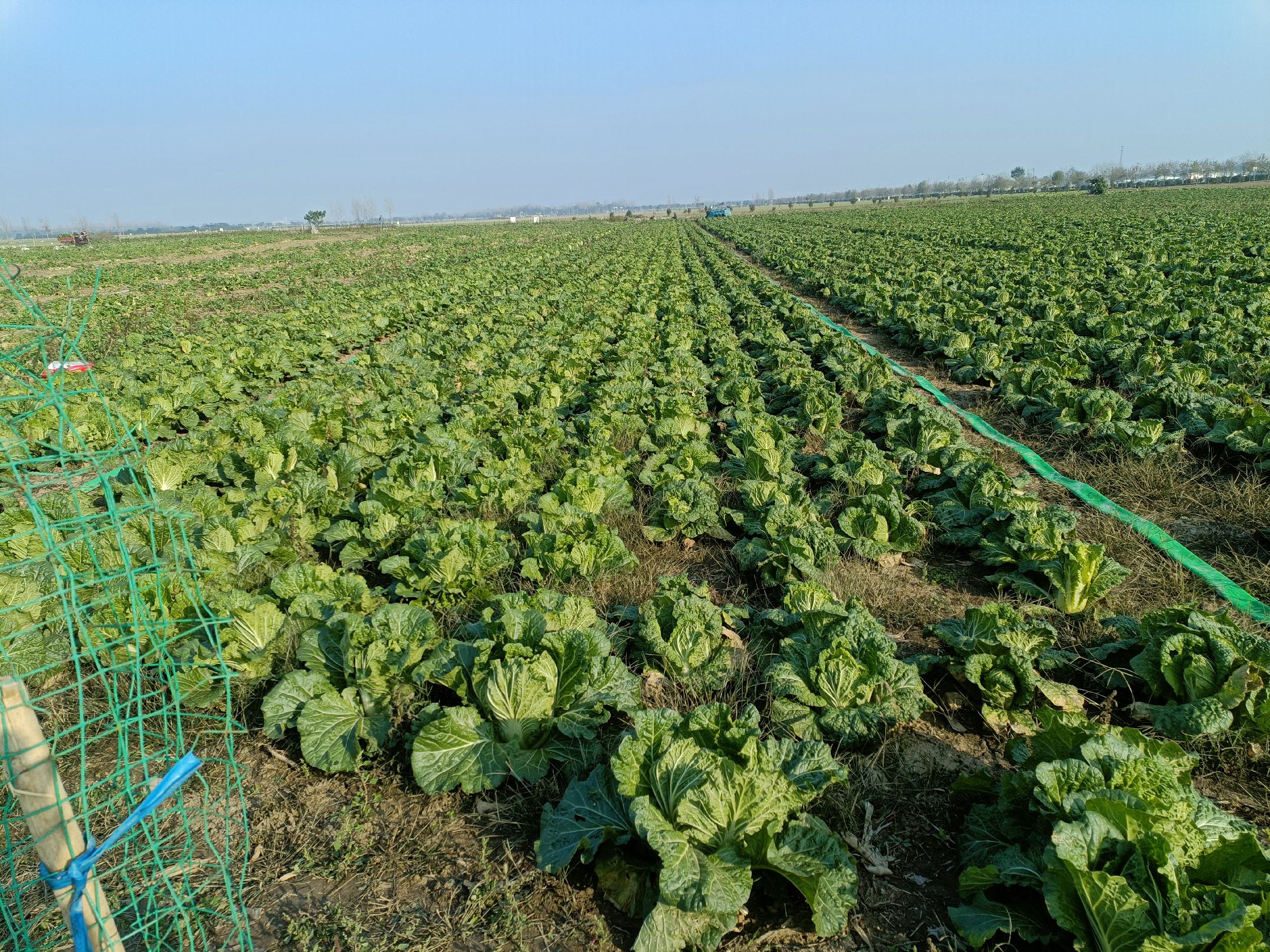 娃娃菜田间生长情况