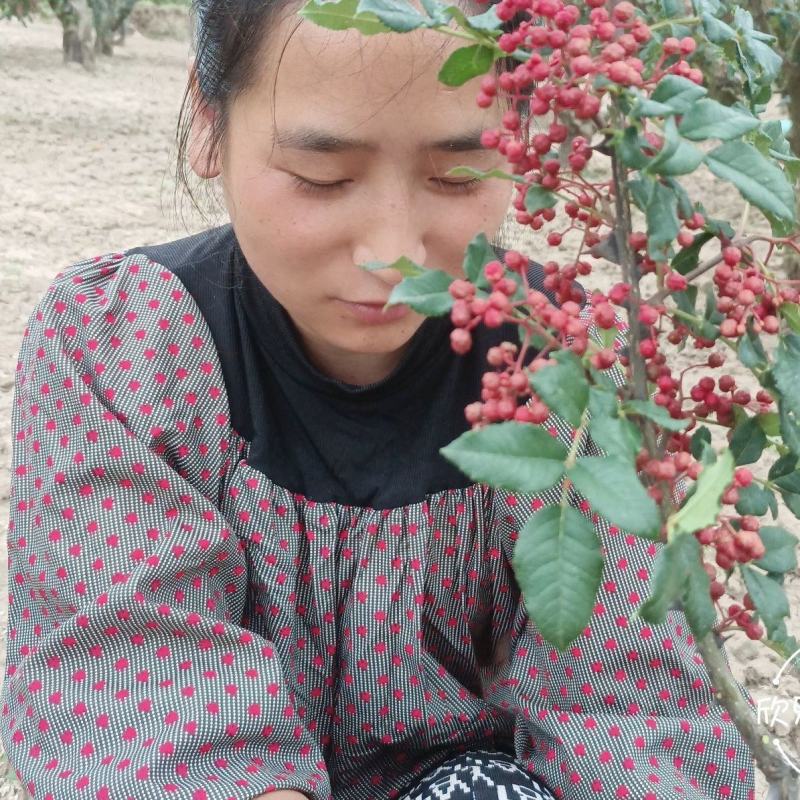 秦安大红袍花椒伏椒