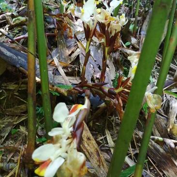 广西蒙山砂仁苗药材种苗，源地苗种1-2年苗，品质保证