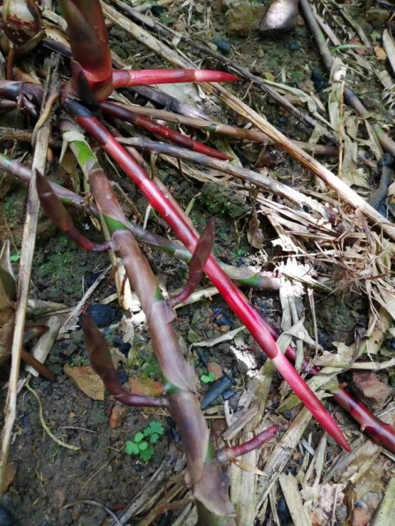 广西蒙山砂仁苗药材种苗，源地苗种1-2年苗，品质保证