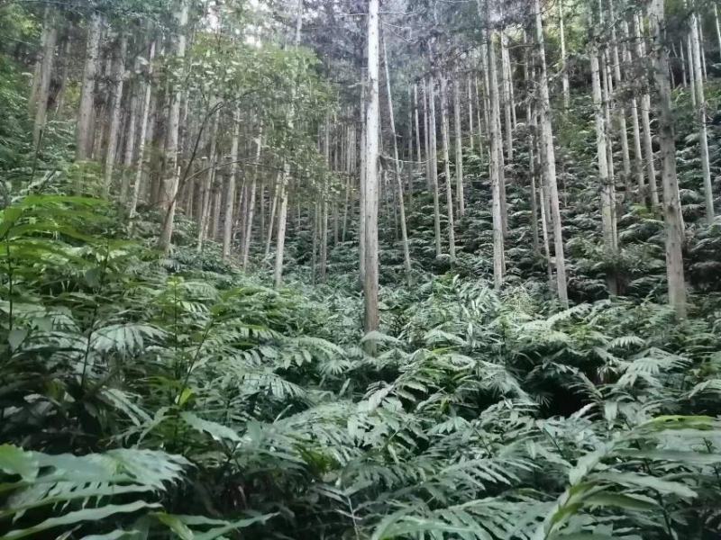 广西蒙山砂仁苗药材种苗，源地苗种1-2年苗，品质保证