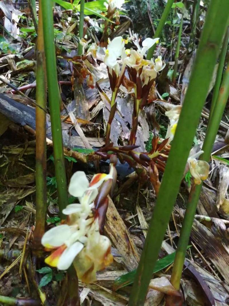 广西蒙山砂仁苗药材种苗，源地苗种1-2年苗，品质保证