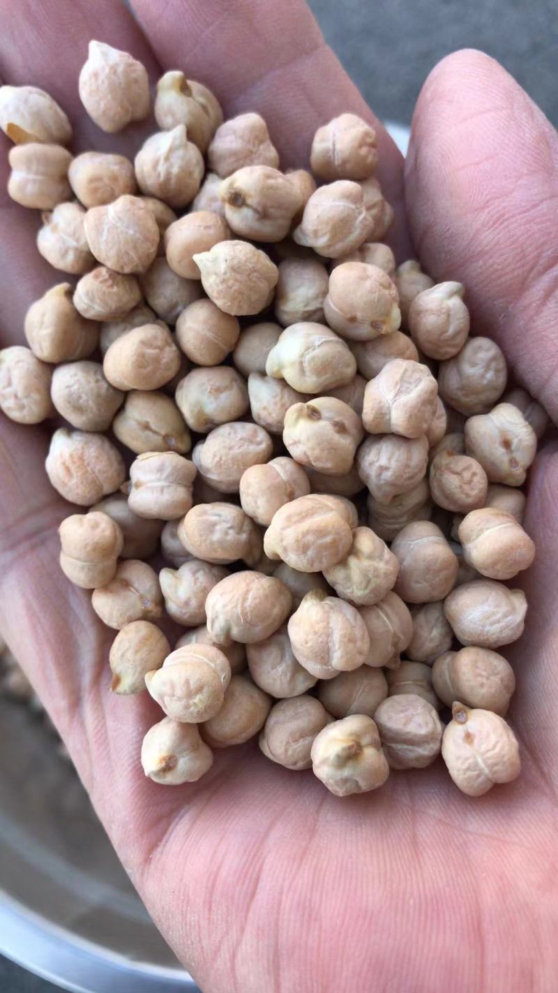 进口鹰嘴豆桃豆鸡豆12mm三色豆大颗粒