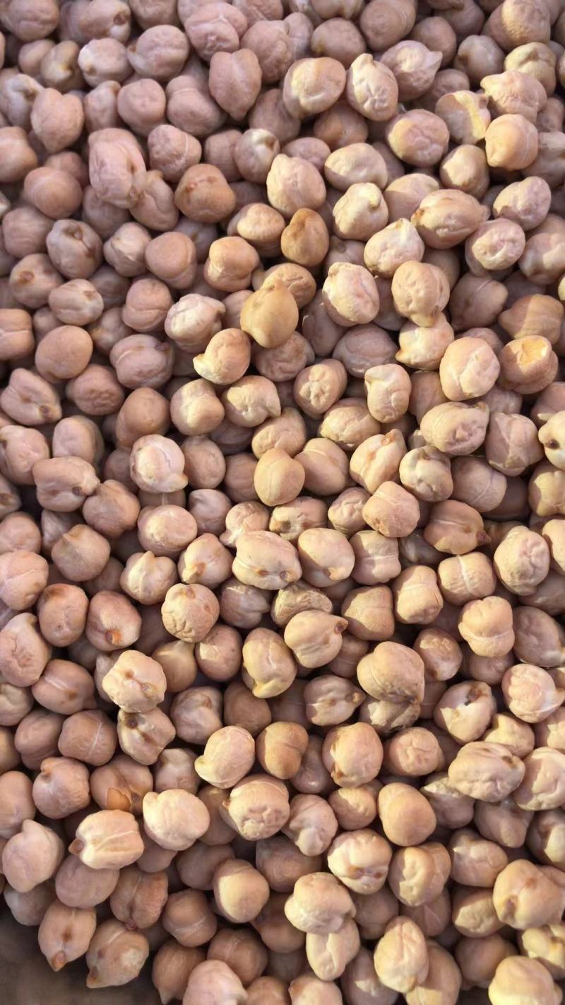 进口鹰嘴豆桃豆鸡豆12mm三色豆大颗粒