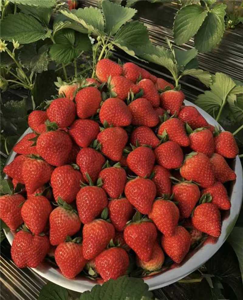 草莓产地直发量大从优，香甜可口，诚信经营，欢迎来电咨询